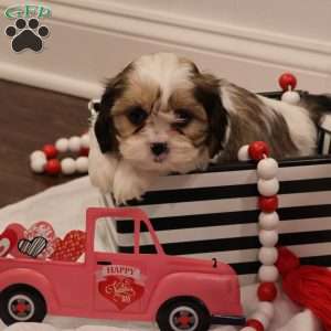 Bella, Cava-Tzu Puppy